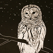 Owl5.jpg